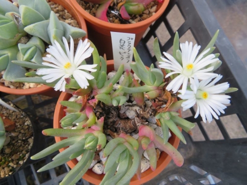 エブラクテオラ・ウイルマニアエ（Ebracteola wilmaniae)白花、真冬に開花中2021.02.18