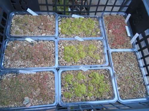 リトープスの古い自家採取種子を種蒔きしました。2020.09.22リトープスからの５ヶ月経過～2021.02.20