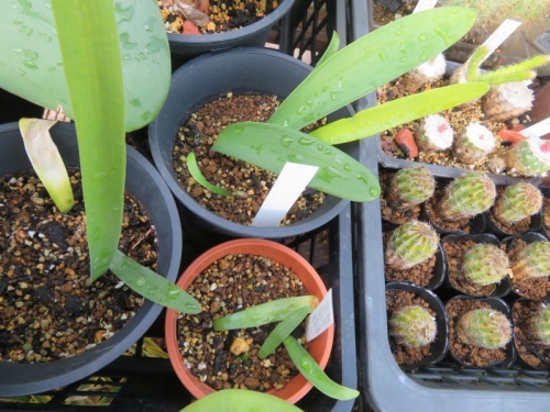 赤花マユハケオモト、自家採取種子実生苗（2020年２月発芽確認苗）常緑苗が残っています。2021.02.17