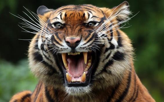 Tiger-fangs-face-mouth-predator_m.jpg