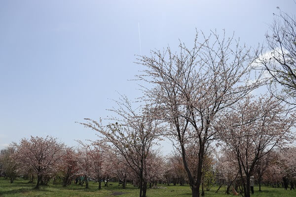 2021-5-4　豊平川桜の杜 (13)
