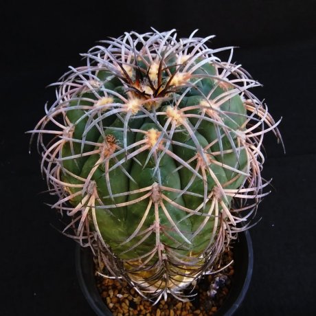 201024--DSC 774--spegazzinii ssp-- sarkae--KFF 1304--Salta 1968m --ex Cactus Hobby