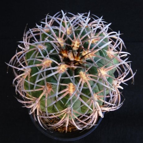 201024--DSC_7775--spegazzinii ssp sarkae--KFF 1304--ex Cactus Hobby