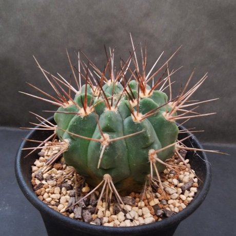 201118--DSC_8101--coloradense--KFF 1315--Cactus Hobby seed DS-414066 (2011)