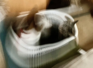 20210308101356c0a.jpeg