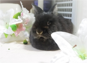 ゆり　しろ (2)