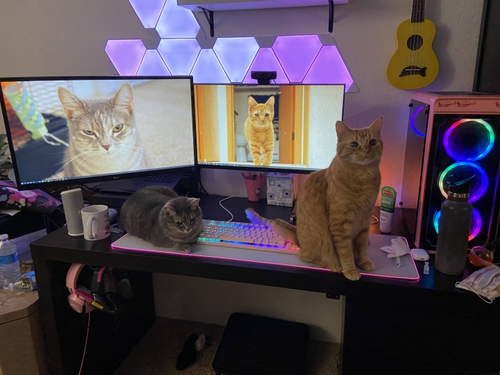 PC_Desk_Cat_24.jpg