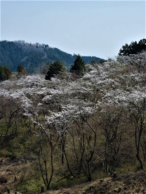 一丁平の千本桜