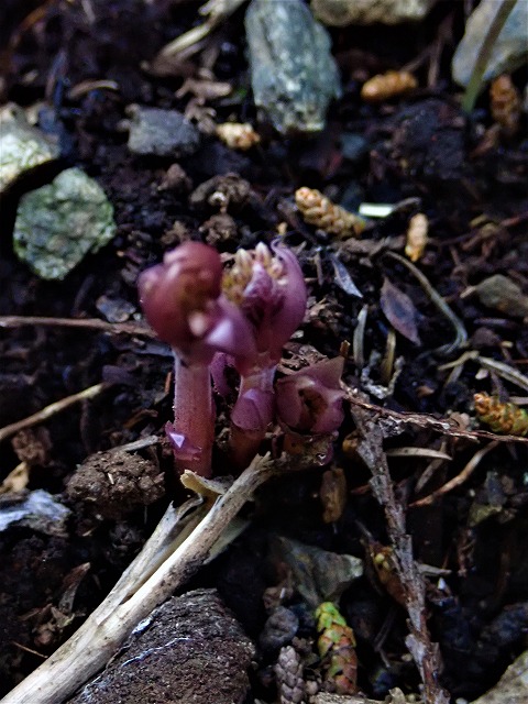 タチガシワ新芽