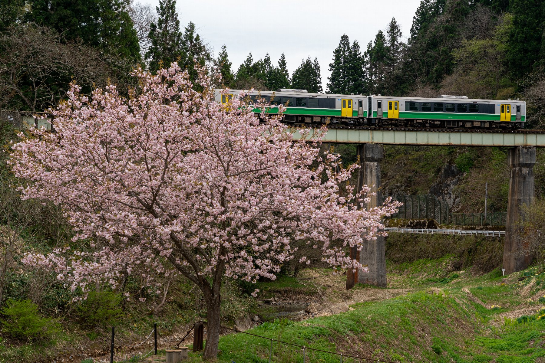 20210425_銀山川橋梁と桜と只見線