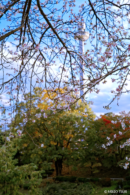 絶景探しの旅 - 絶景写真No.1861 桜と紅葉のデュエット （西武ゆうえんち/埼玉県 所沢市）
